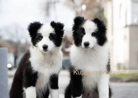 Border Koli štenci - 2/8