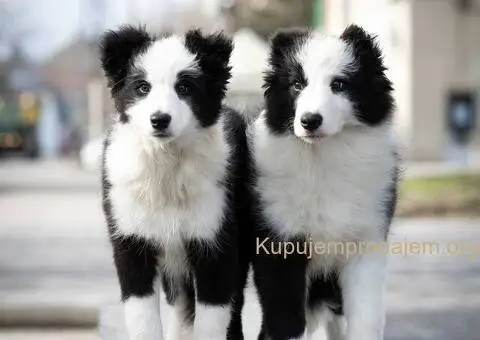 Border Koli štenci - 3/8