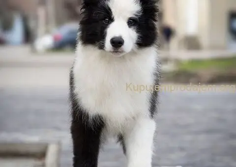 Border Koli štenci - 4/8