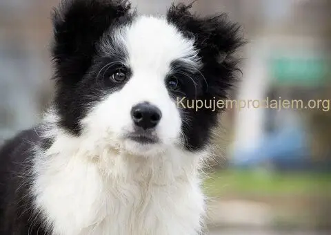 Border Koli štenci - 5/8