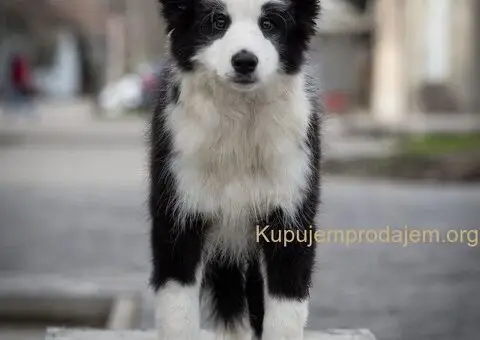 Border Koli štenci - 6/8