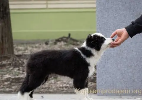 Border Koli štenci - 7/8