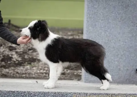 Border Koli štenci - 8/8