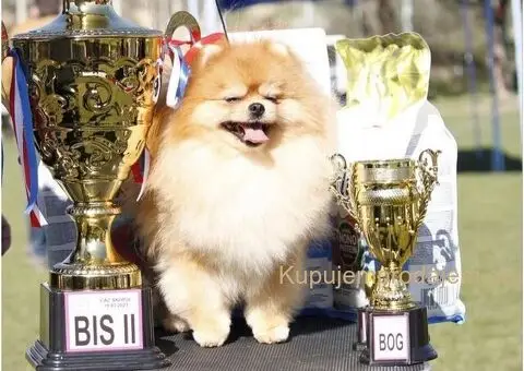 Pomeranac stenci-vrhunsko leglo - 1/5