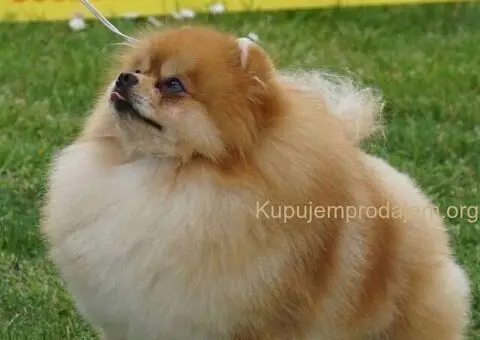 Pomeranac stenci-vrhunsko leglo - 2/5