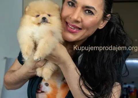 Pomeranac stenci-vrhunsko leglo - 3/5