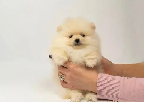 Pomeranac stenci-vrhunsko leglo - 4/5