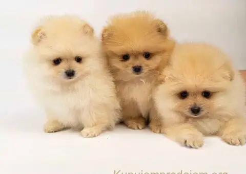 Pomeranac stenci-vrhunsko leglo - 5/5