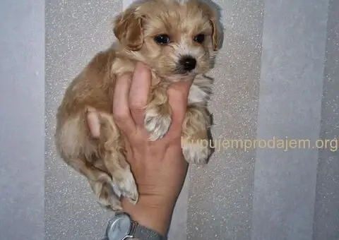 Prodajem preslatke stence maltipooa - 1/3