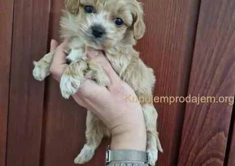 Prodajem preslatke stence maltipooa - 2/3