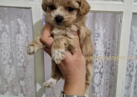 Prodajem preslatke stence maltipooa - 3/3