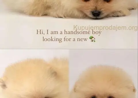 Pomeranac stenci - 1/5