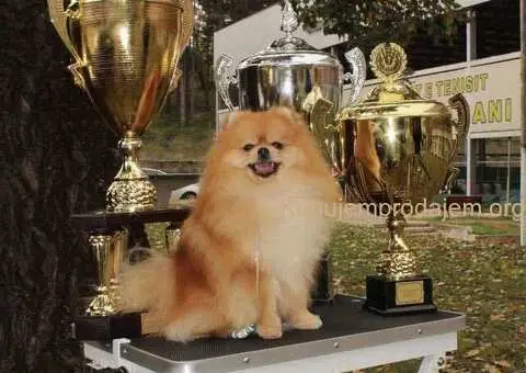 Pomeranac stenci - 2/5