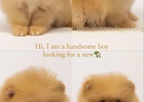 Pomeranac stenci - 3/5