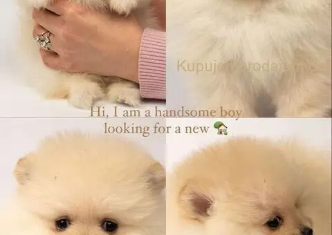 Pomeranac stenci - 4/5