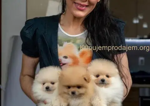 Pomeranac stenci - 5/5