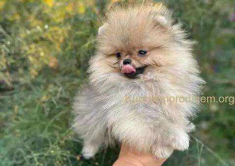 Pomeranac prelepi stenci - 5/11