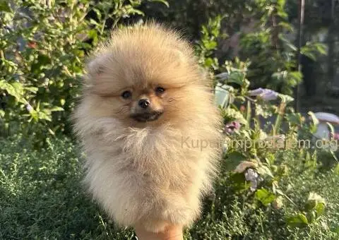 Pomeranac prelepi stenci - 6/11