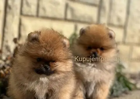 Pomeranac prelepi stenci - 7/11