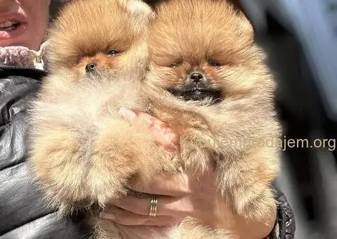 Pomeranac prelepi stenci - 8/11