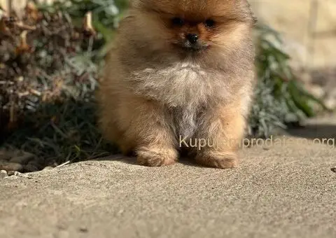 Pomeranac prelepi stenci - 9/11