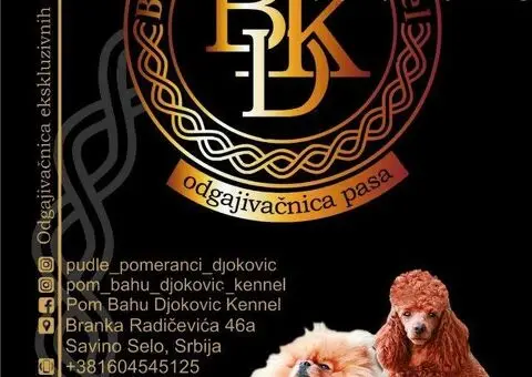 Pomeranac prelepi stenci - 11/11