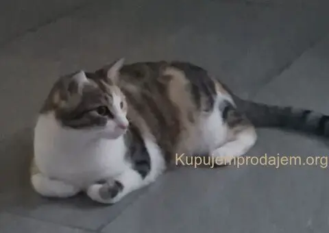 Maca Una na poklon - 1/4