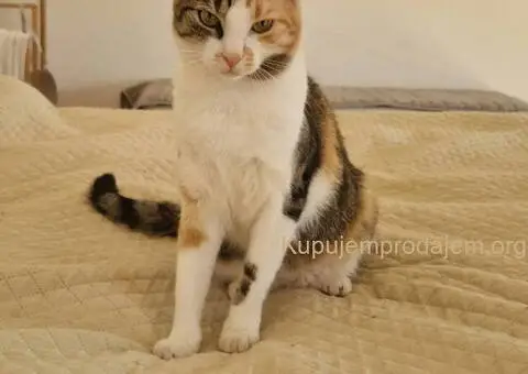 Maca Una na poklon - 3/4