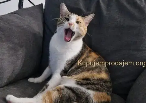 Maca Una na poklon - 4/4