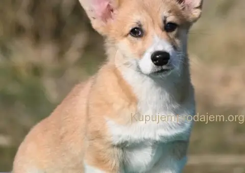 Velski korgi/Welsh Corgi Pembroke - 2/5