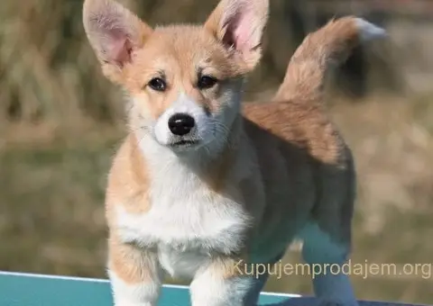 Velski korgi/Welsh Corgi Pembroke - 4/5