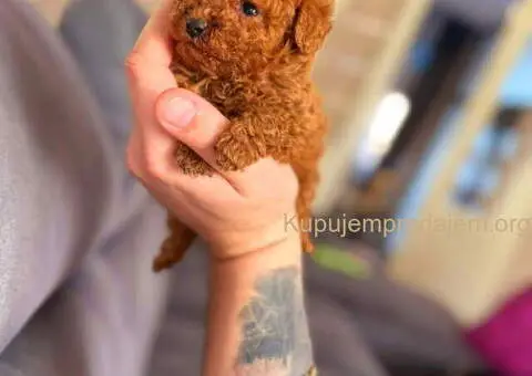 Teddy bear toy PUDLE - 1/4