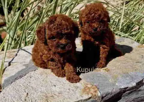 Teddy bear toy PUDLE - 2/4