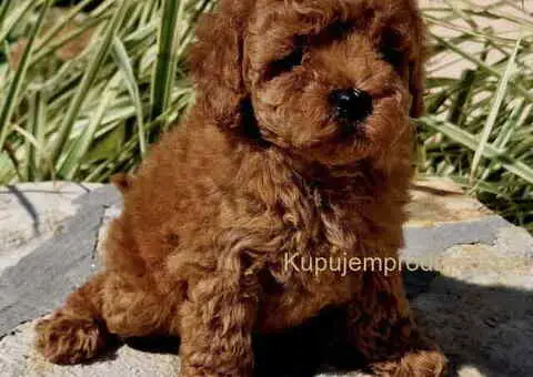 Teddy bear toy PUDLE - 3/4