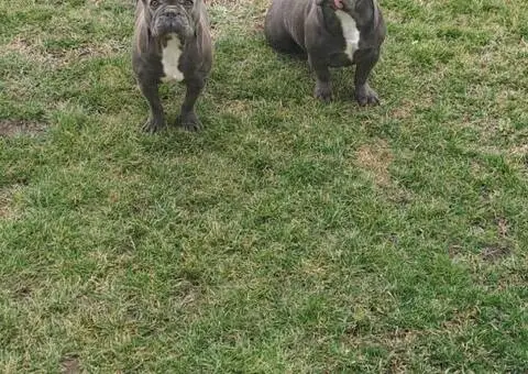 Francuski Buldog - 1/5