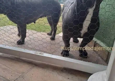 Francuski Buldog - 2/5