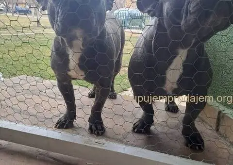 Francuski Buldog - 3/5