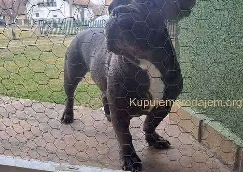 Francuski Buldog - 4/5