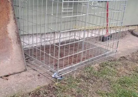 Francuski Buldog - 5/5