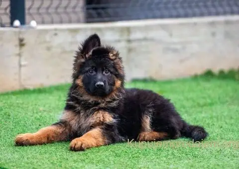 Dugodlaki nemački ovčar štenci - 1/9