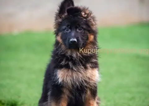 Dugodlaki nemački ovčar štenci - 2/9