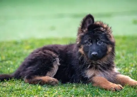 Dugodlaki nemački ovčar štenci - 4/9