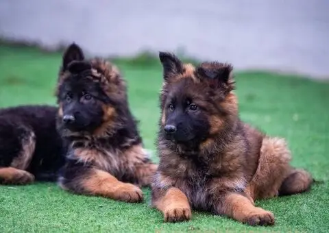 Dugodlaki nemački ovčar štenci - 5/9