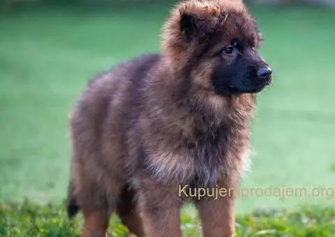 Dugodlaki nemački ovčar štenci - 6/9