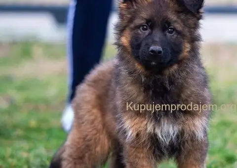 Dugodlaki nemački ovčar štenci - 7/9