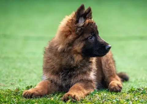 Dugodlaki nemački ovčar štenci - 8/9