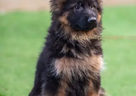 Dugodlaki nemački ovčar štenci - 9/9