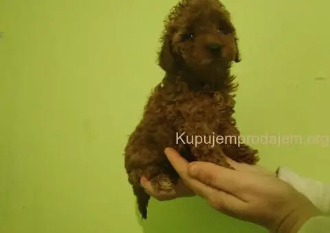 Crvena toy pudla - 1/4