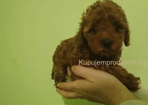 Crvena toy pudla - 2/4