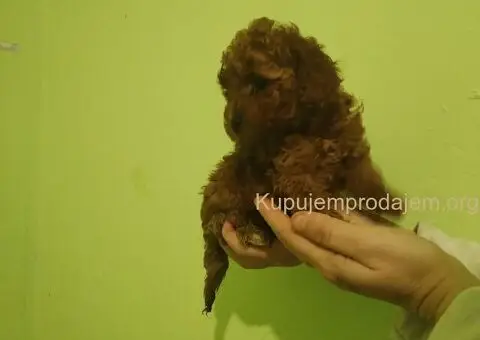 Crvena toy pudla - 3/4